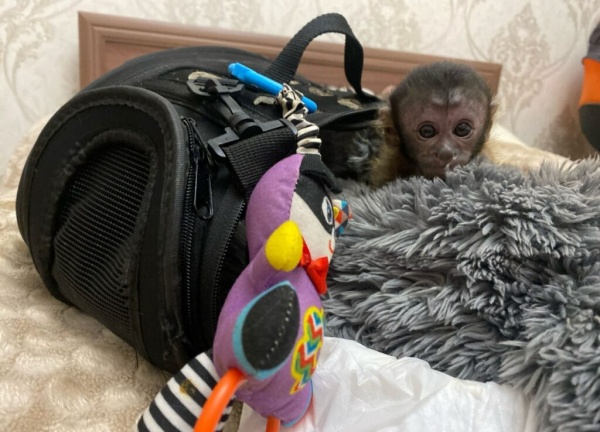 В Новороссийске бросили новорожденного капуцинчика, и его выкармливает человеческая «мама»